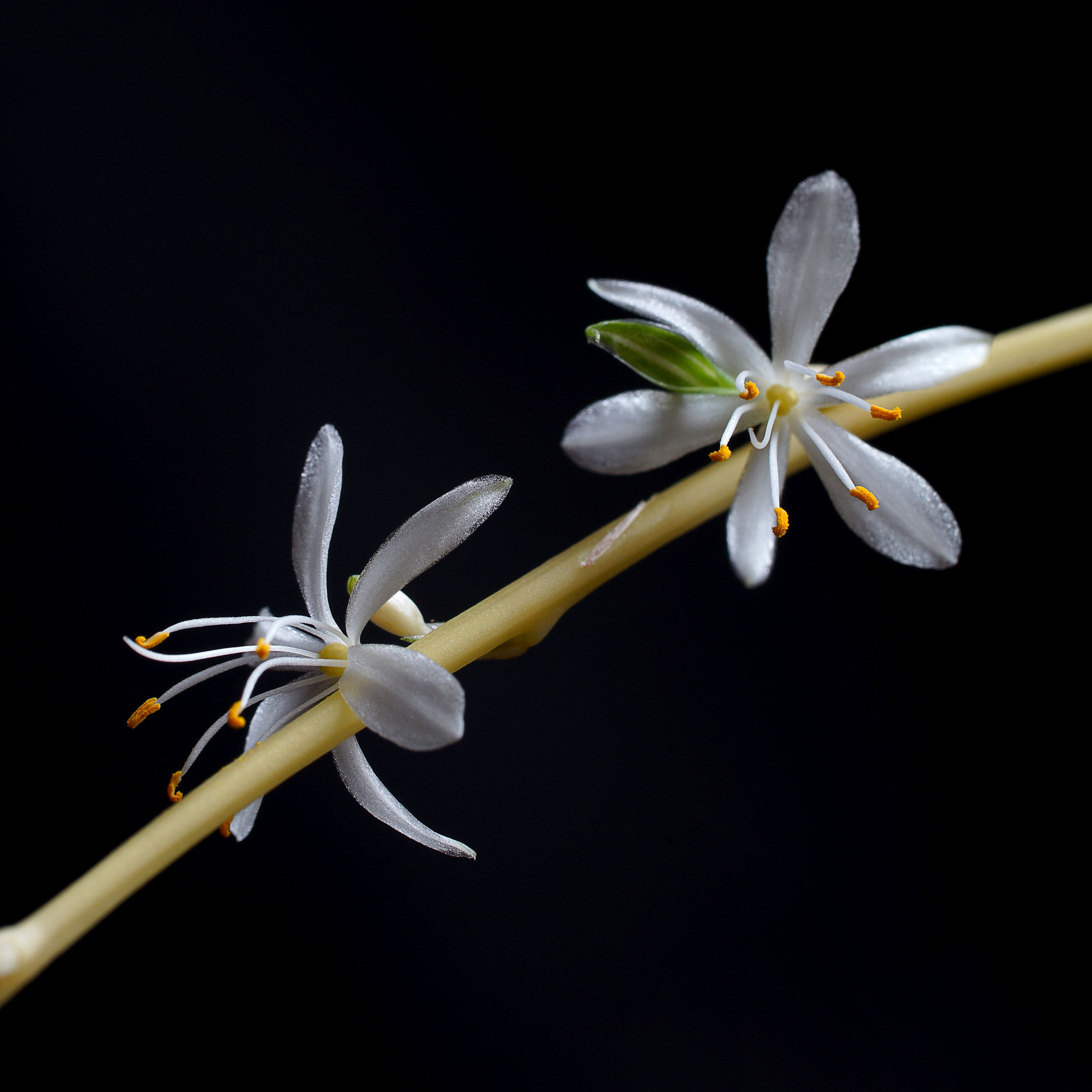 Sony a99 II + Tamron SP AF 90mm F2.8 Di Macro sample photo. 吊兰花开了 photography