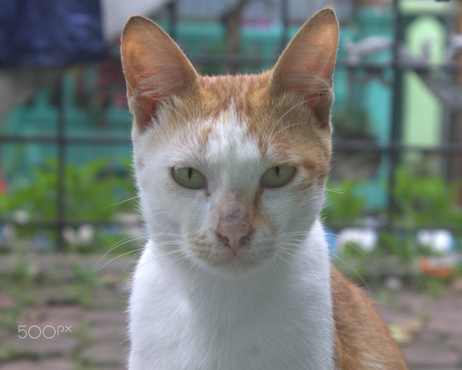 Canon EOS 1100D (EOS Rebel T3 / EOS Kiss X50) + Canon EF-S 18-55mm F3.5-5.6 IS II sample photo. Cute cats eye photography