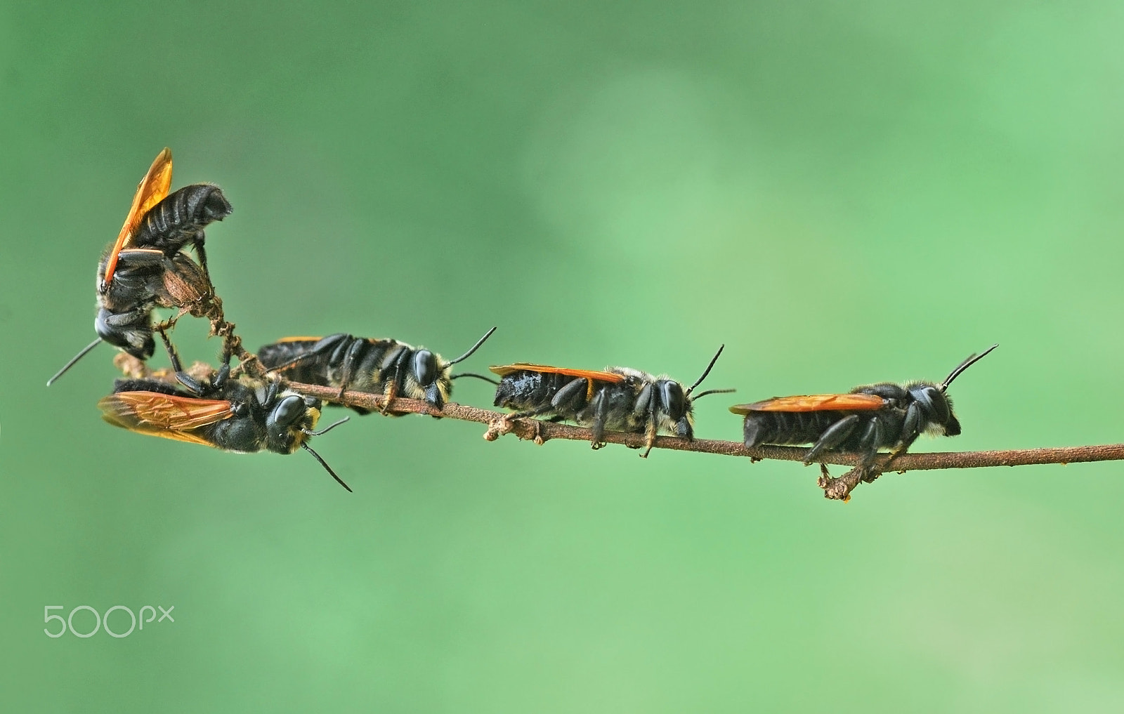 Nikon D60 sample photo. Sleep together,bee. photography