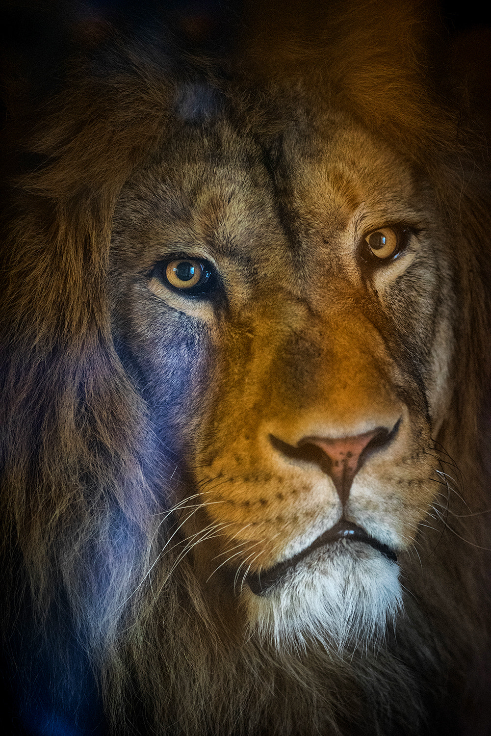 Nikon D810 sample photo. Lion | zoo pilsen photography
