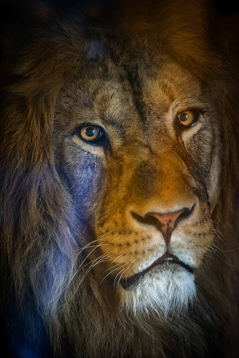 Nikon D810 + Nikon AF-S Nikkor 300mm F2.8G ED VR II sample photo. Lion | zoo pilsen photography