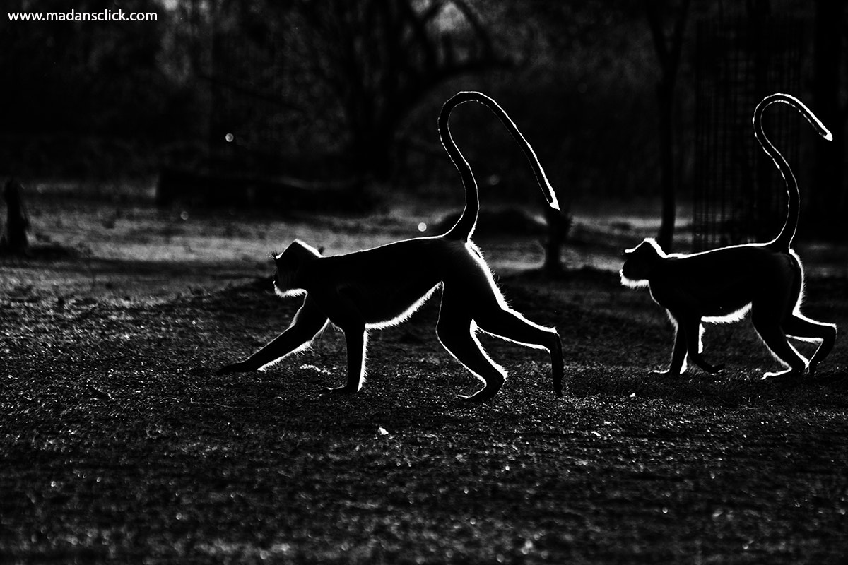 Canon EOS 50D sample photo. Black faced langur photography