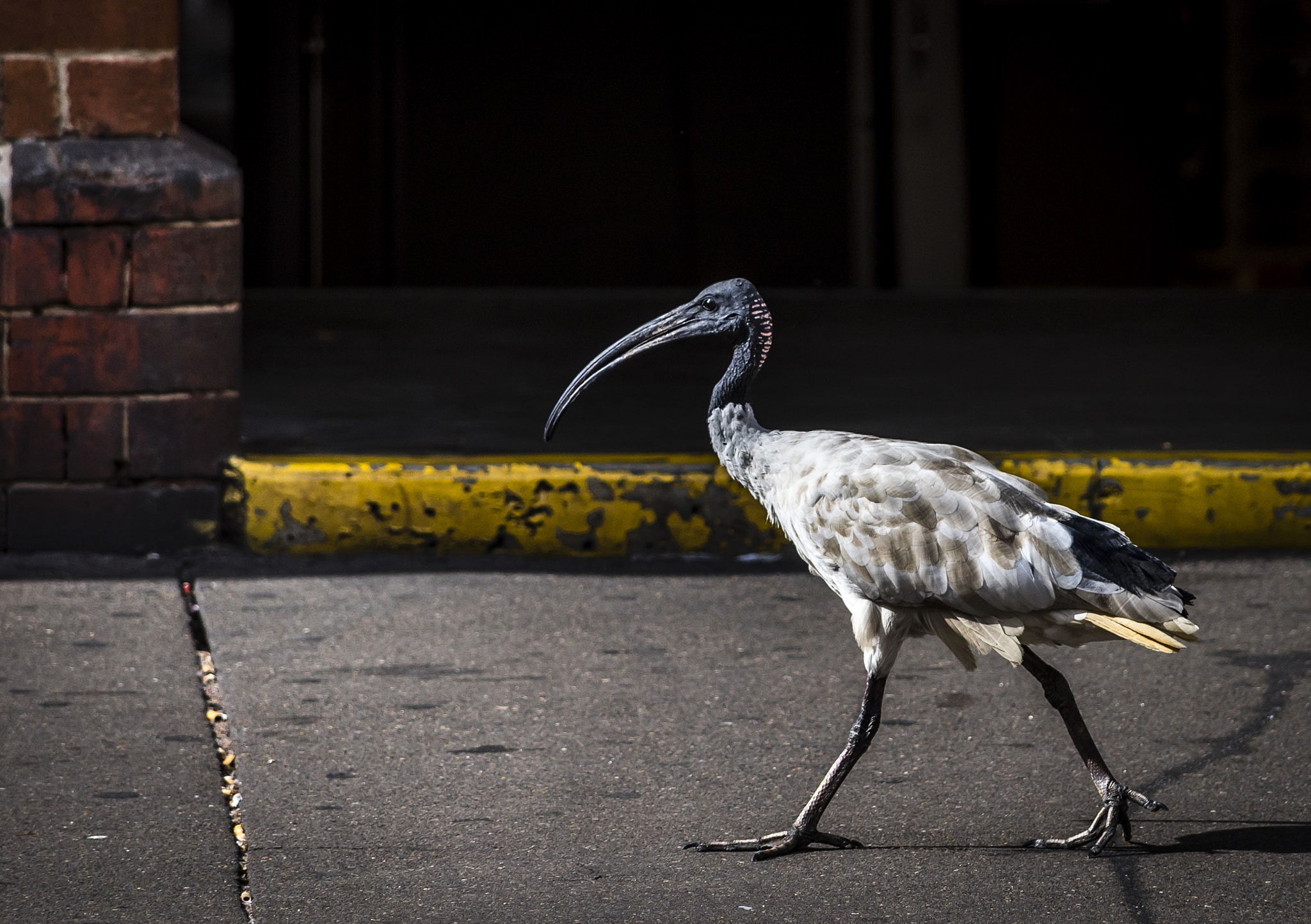 Nikon D810 sample photo. Ibis in chinatown, sydney photography