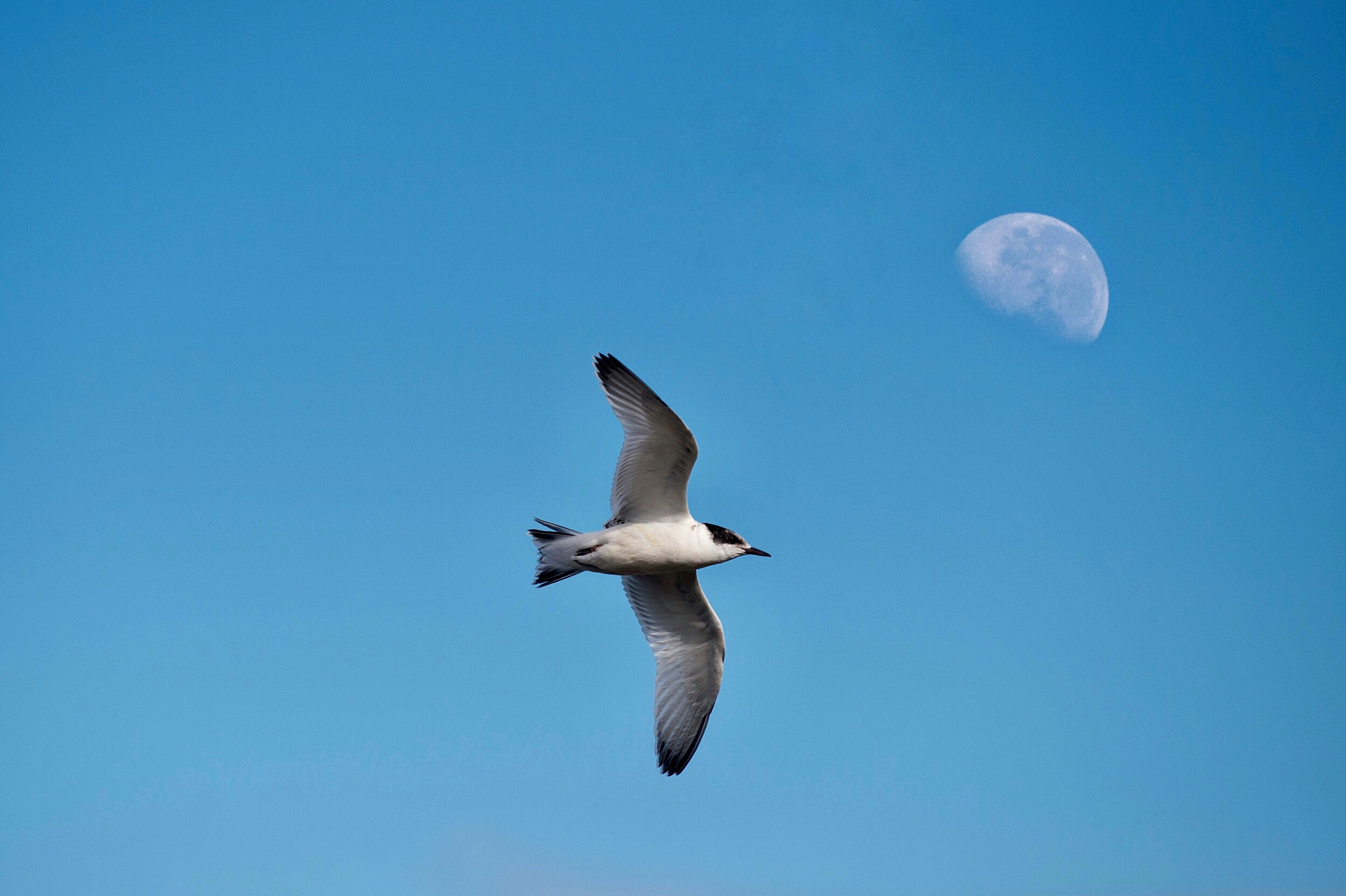 Nikon D4S sample photo. The moon during the day photography