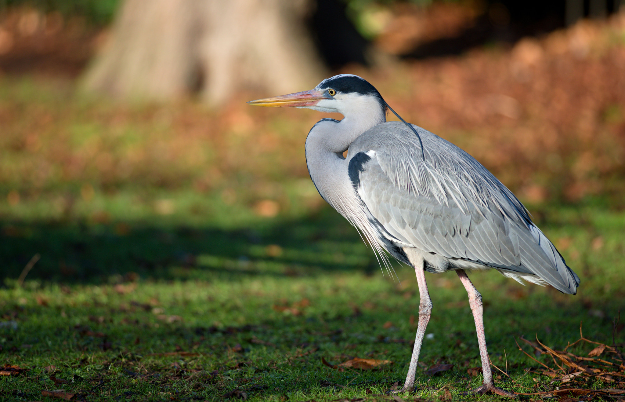 Nikon D610 + Nikon AF-S Nikkor 300mm F4D ED-IF sample photo. Dsc_0696_01.jpg photography