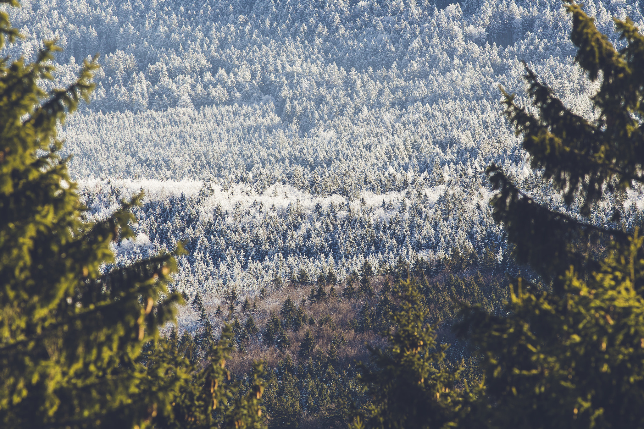 Canon EOS 6D + Canon EF 300mm F4L IS USM sample photo. Frosted trees photography