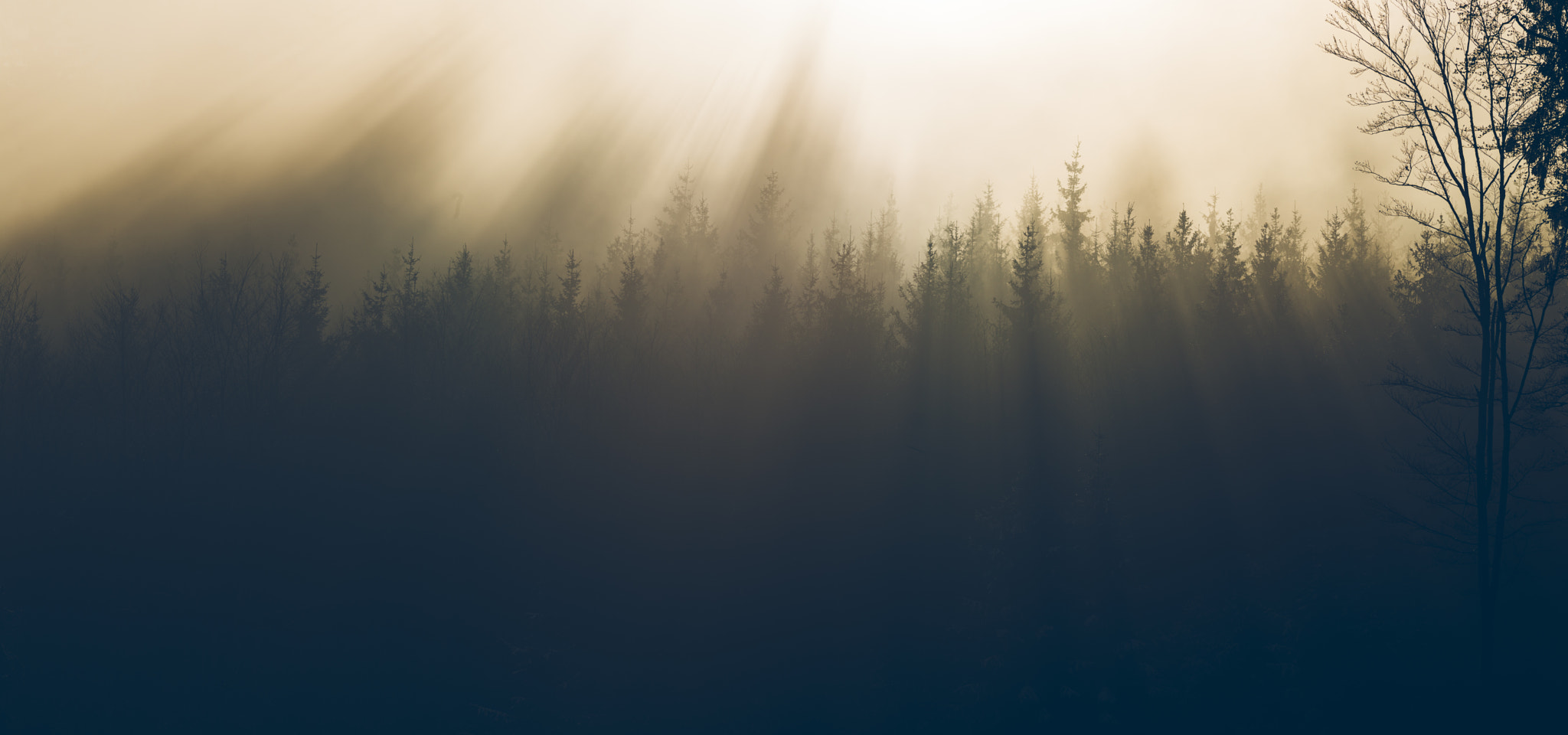 Canon EOS 6D + Canon EF 300mm F4L IS USM sample photo. Trees photography