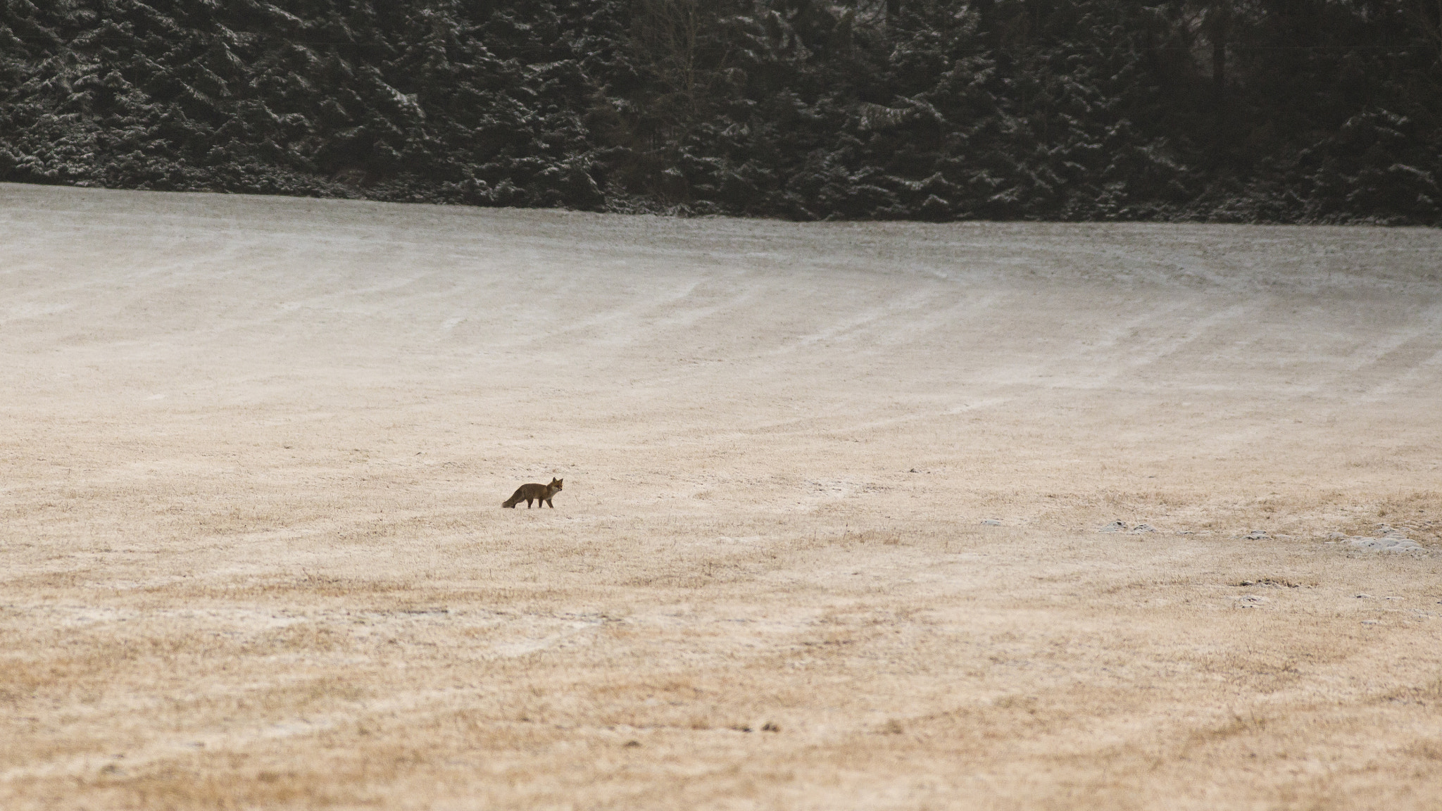 Canon EOS 6D + Canon EF 300mm F4L IS USM sample photo. Lonely fox photography