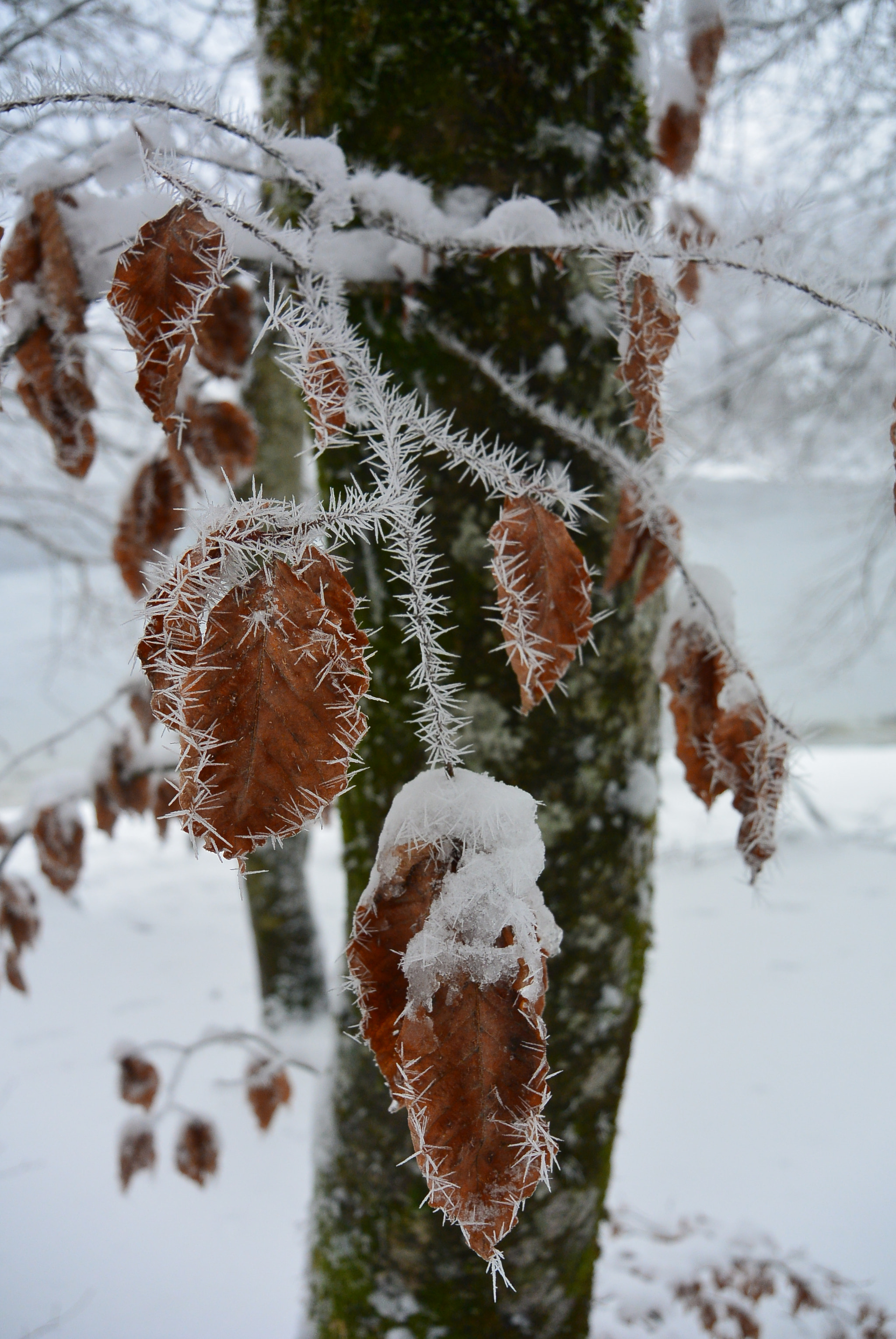 Nikon 1 S1 sample photo. Winter clothing photography