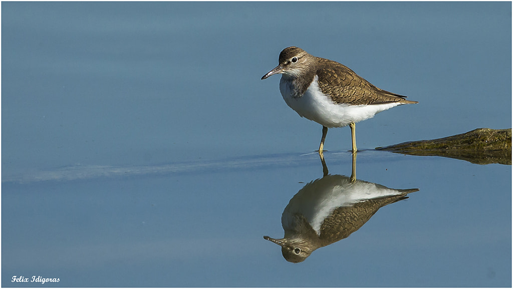Canon EF 500mm F4L IS USM sample photo. Reflejo photography