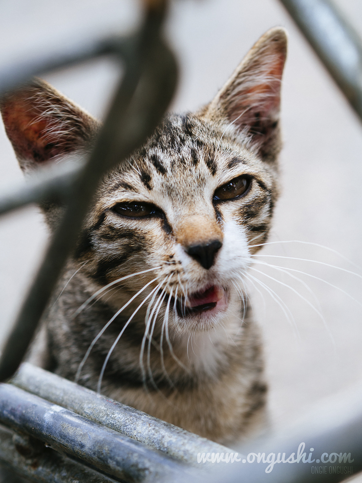 Olympus OM-D E-M10 II sample photo. Cat 187: lil' tiger roar ! photography