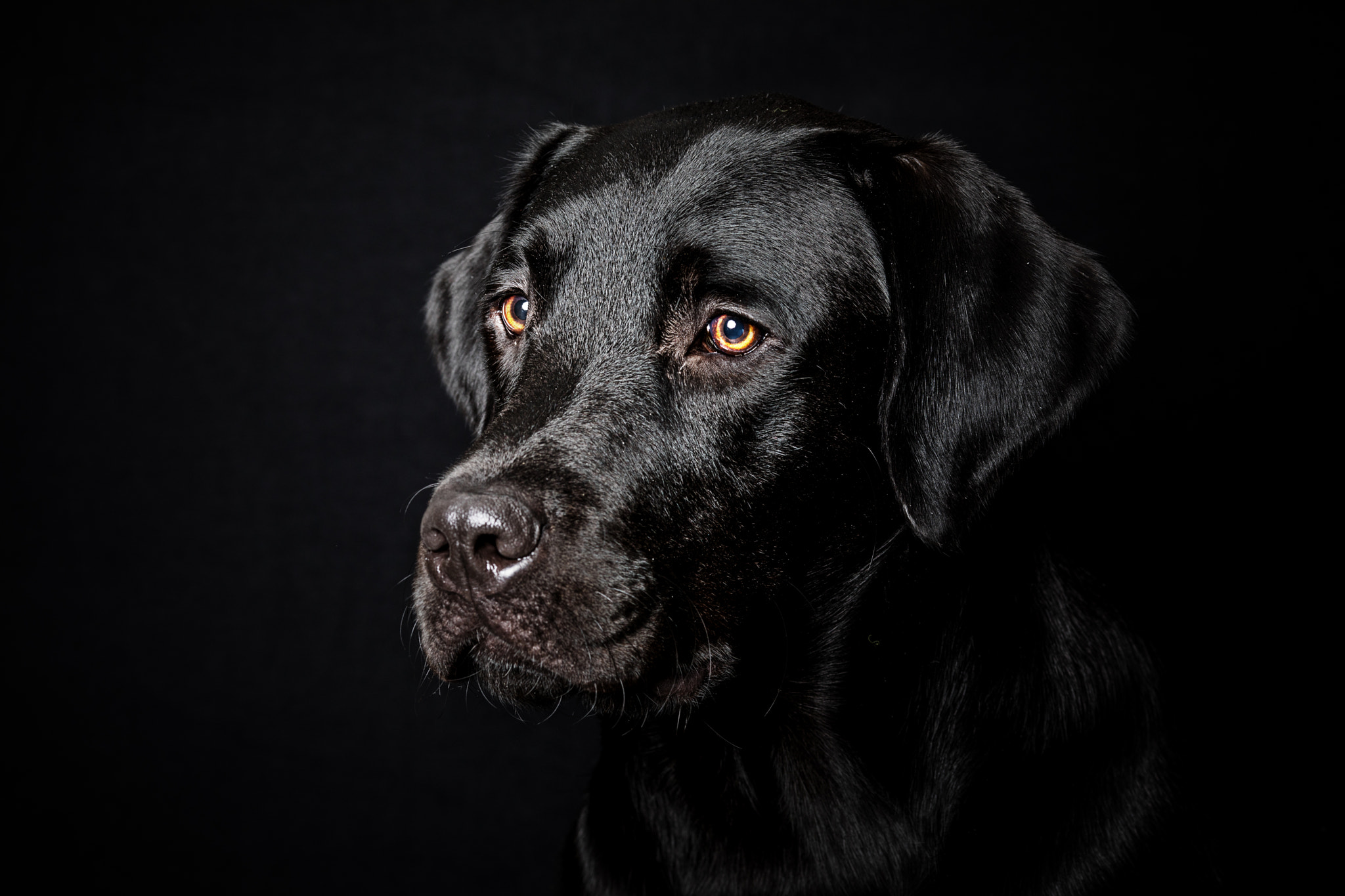 Canon EOS 5D Mark IV + Canon EF 135mm F2L USM sample photo. Black on black photography