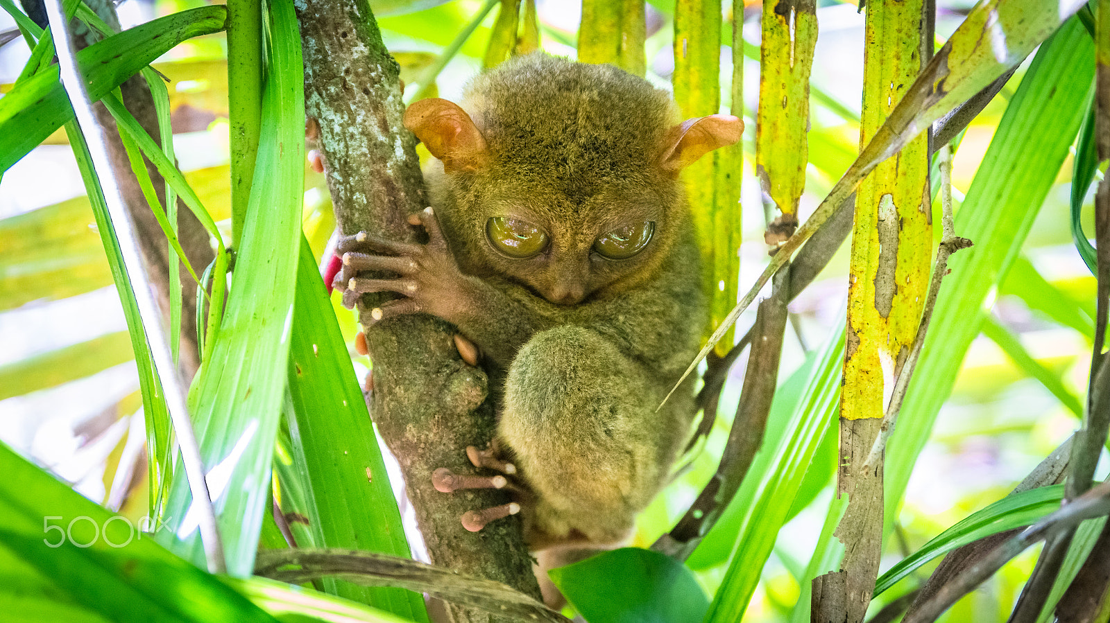 Sony SLT-A55 (SLT-A55V) sample photo. Charming tarsier in bohol photography