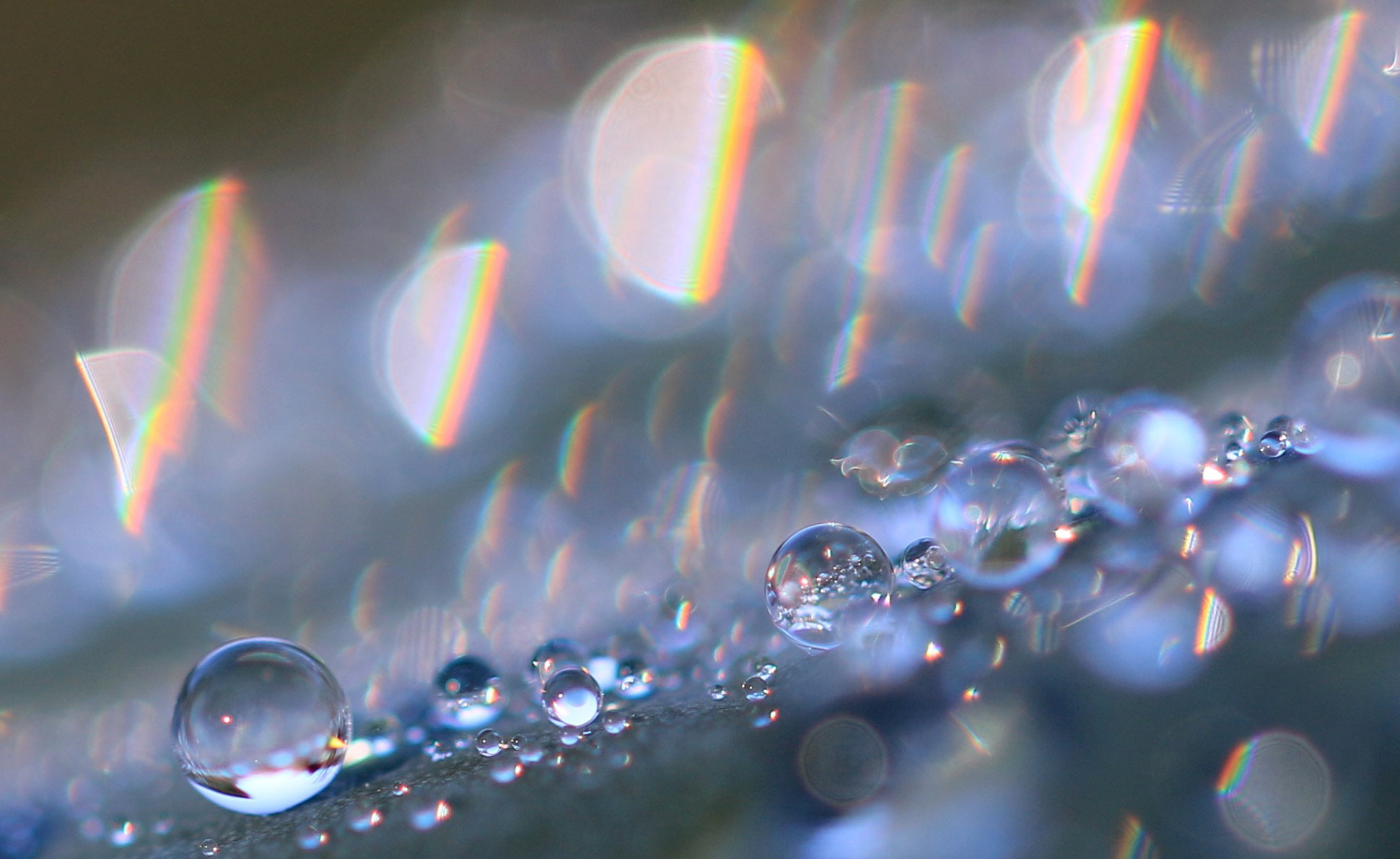Canon EF 100mm F2.8L Macro IS USM sample photo. On one leaf 1 photography