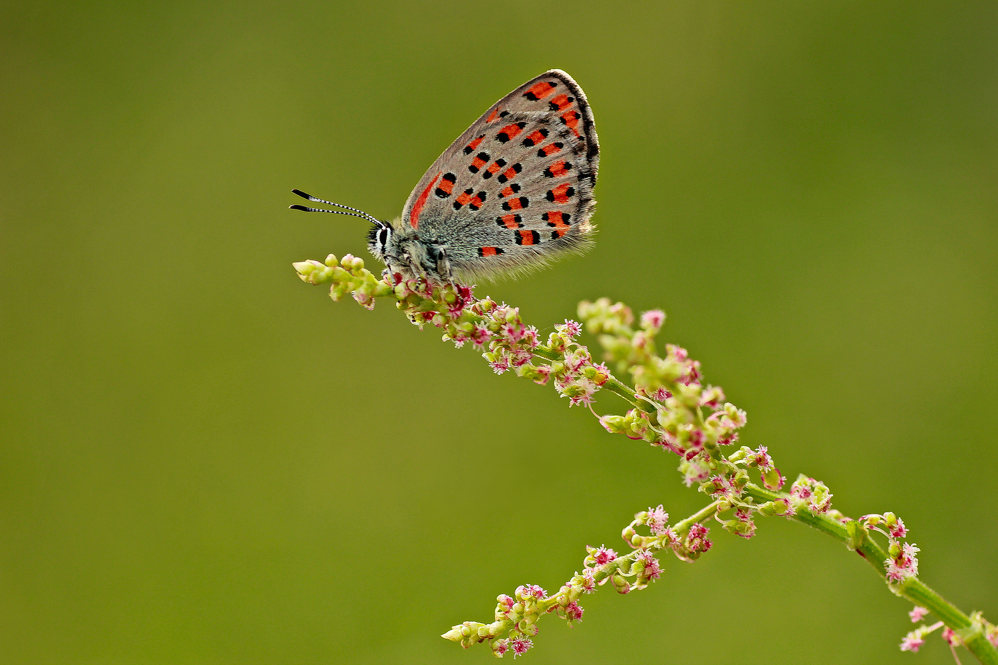 Canon EOS 550D (EOS Rebel T2i / EOS Kiss X4) sample photo. Butterfly photography