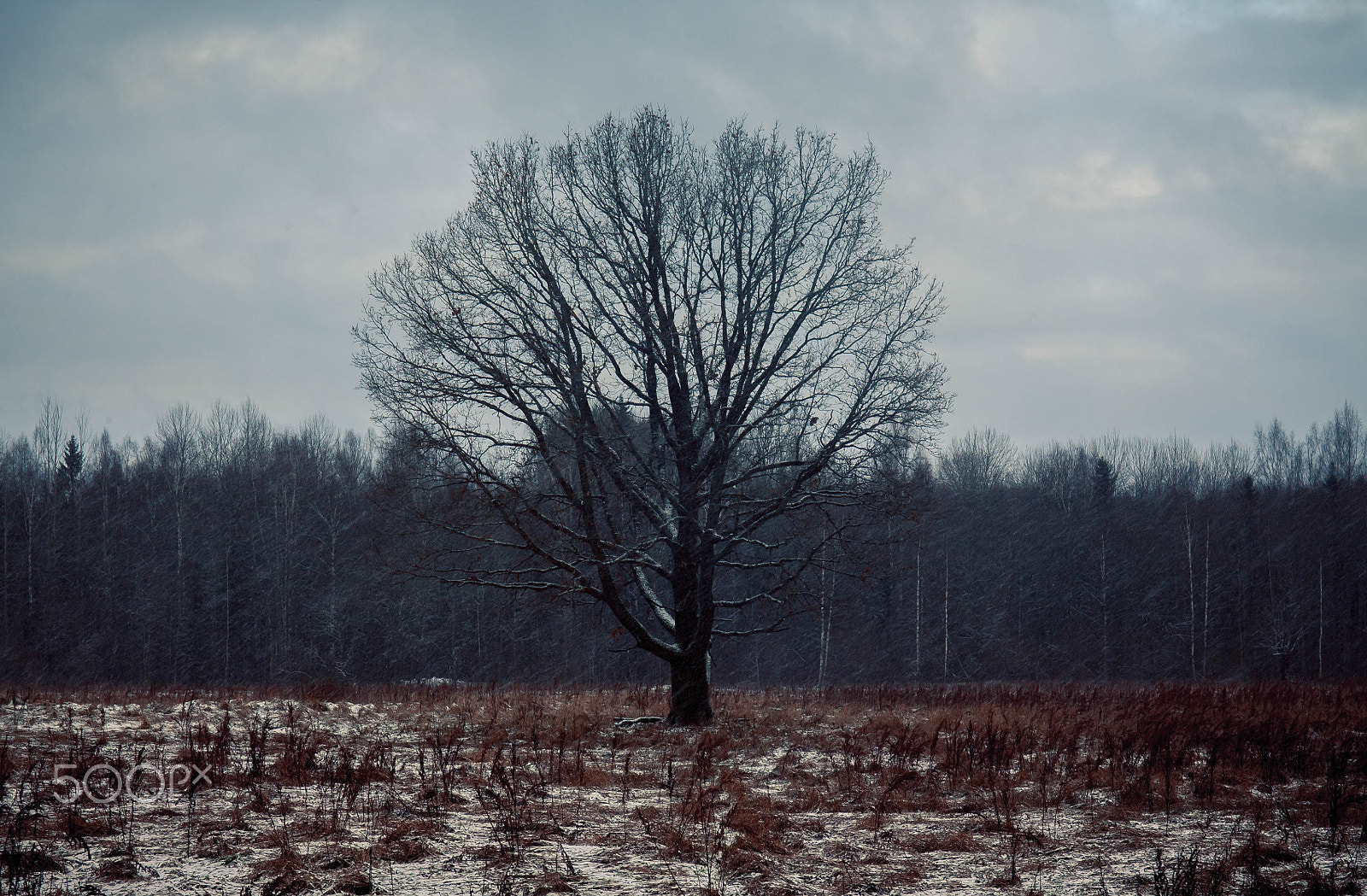 Canon EOS 5D sample photo. Dark winter photography