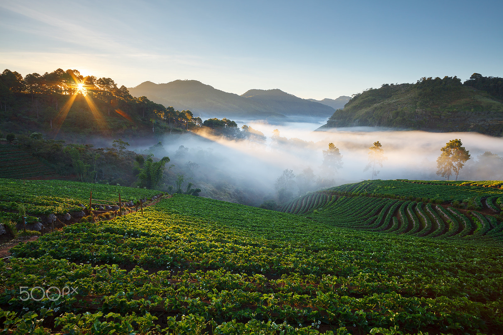 Canon EF 20mm F2.8 USM sample photo. Misty morning sunrise in strawberry garden at doi ang khang photography