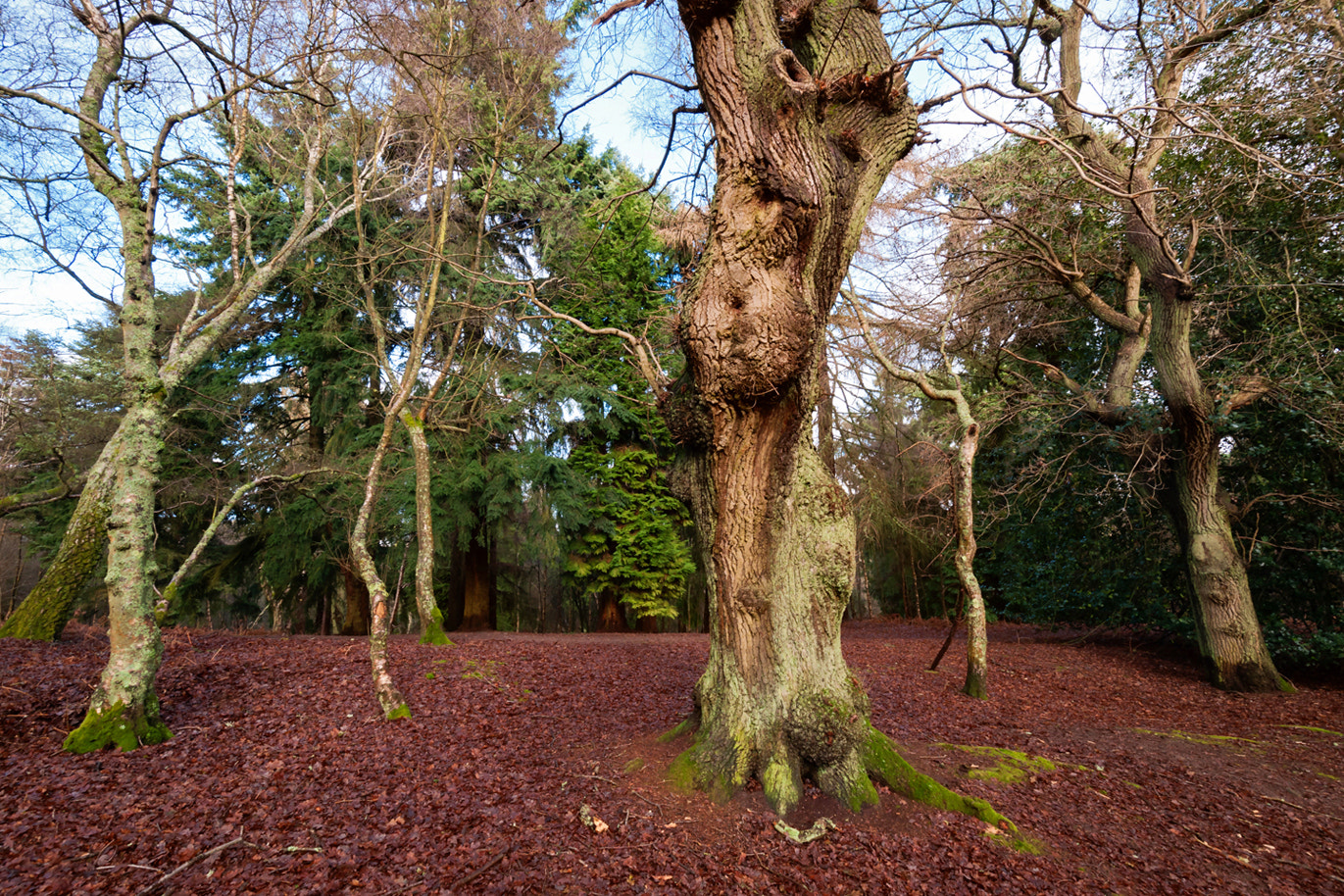 Nikon D300S sample photo. Trees photography