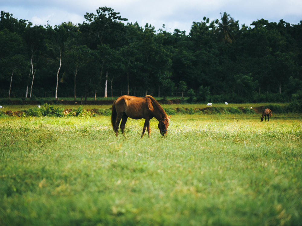 Olympus OM-D E-M1 sample photo. Sumba savannah photography