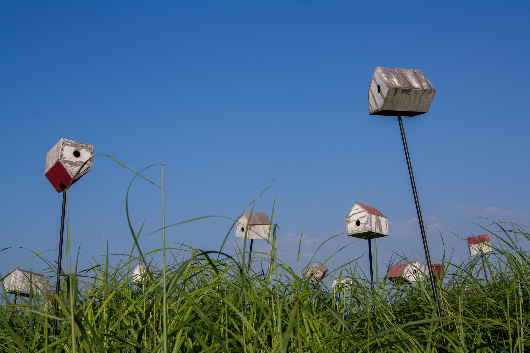 Canon EOS 1000D (EOS Digital Rebel XS / EOS Kiss F) sample photo. 하늘공원 photography
