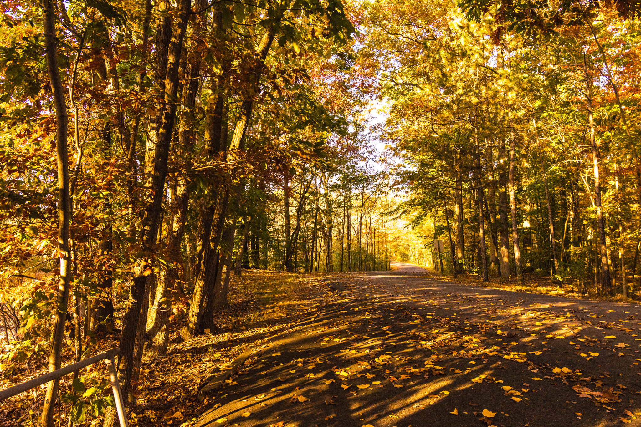 Nikon AF-S Nikkor 16-35mm F4G ED VR sample photo. Great swamp walkway, new jersey, usa photography