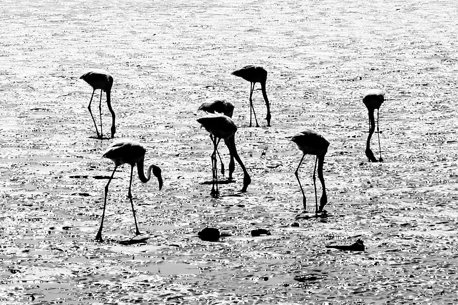 smc Pentax-DA L 50-200mm F4-5.6 ED WR sample photo. Flamingos  photography