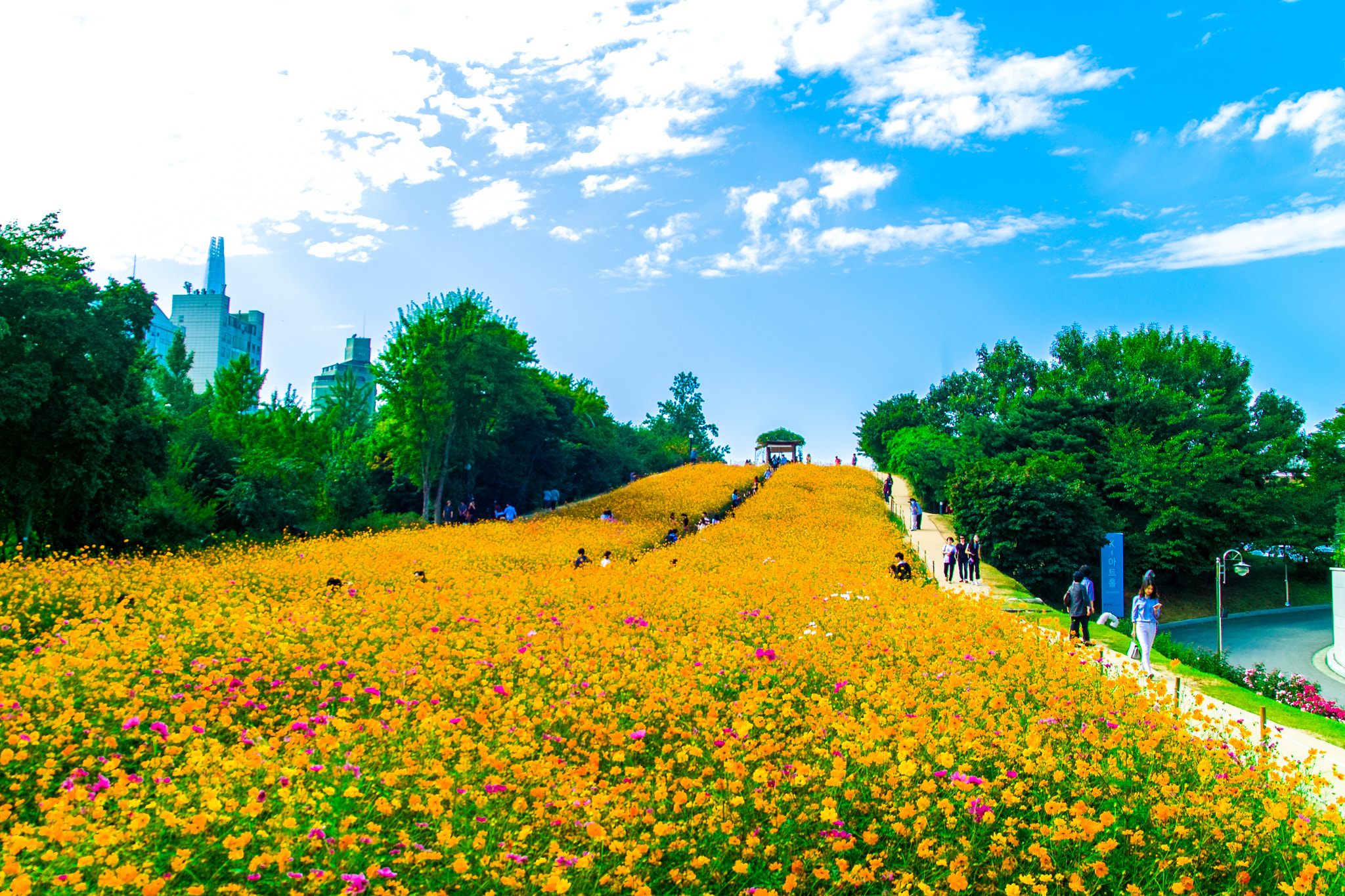 Sigma SD14 sample photo. 올림픽공원 코스모스 photography