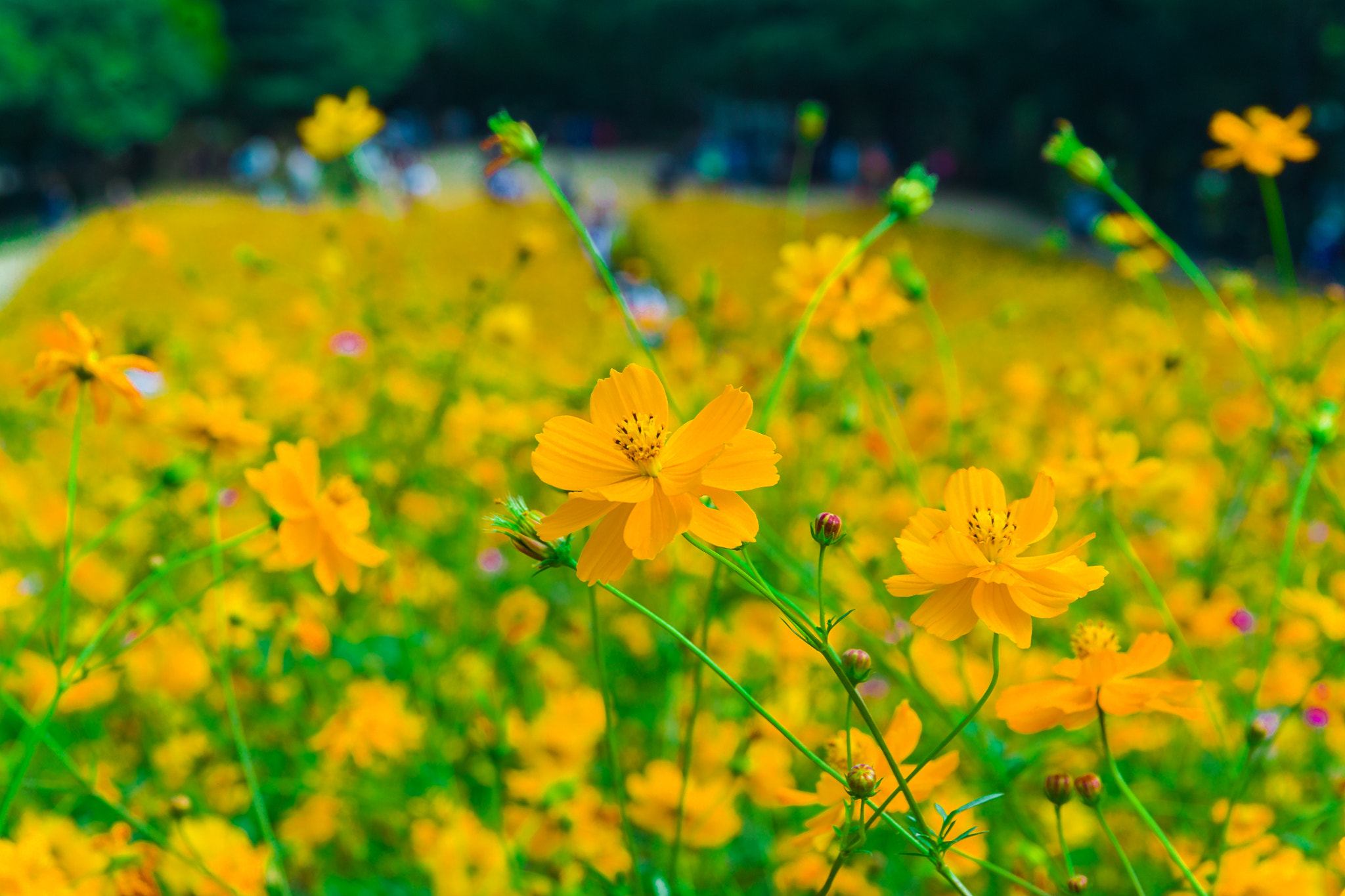 Sigma SD14 sample photo. 올림픽공원 코스모스 photography