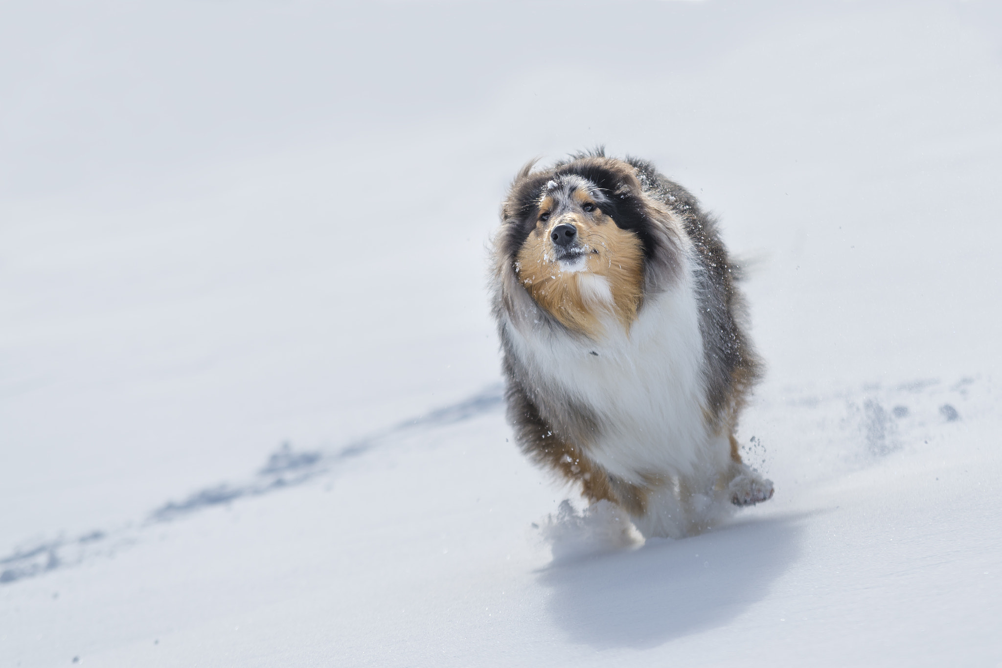 Sigma 70-200mm F2.8 EX DG Macro HSM II sample photo. Ice, the rough collie photography