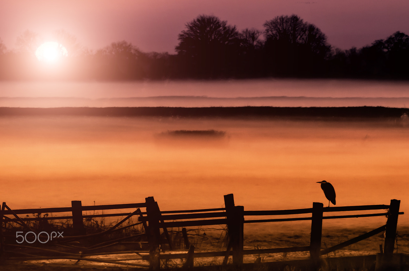 Sigma 50-500mm f/4-6.3 APO HSM EX sample photo. Heron in the mist photography