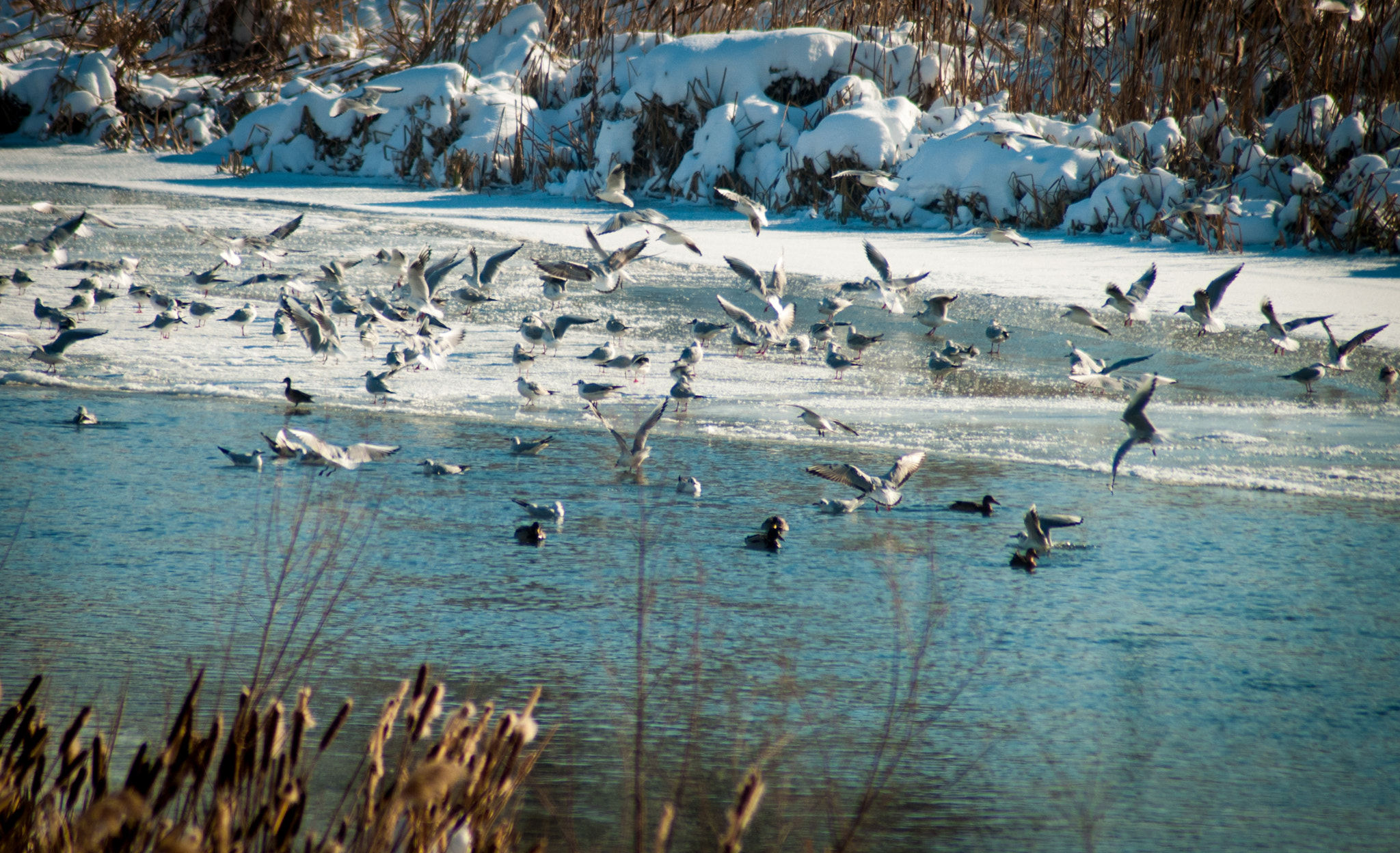 Nikon D80 sample photo. Lake winter photography