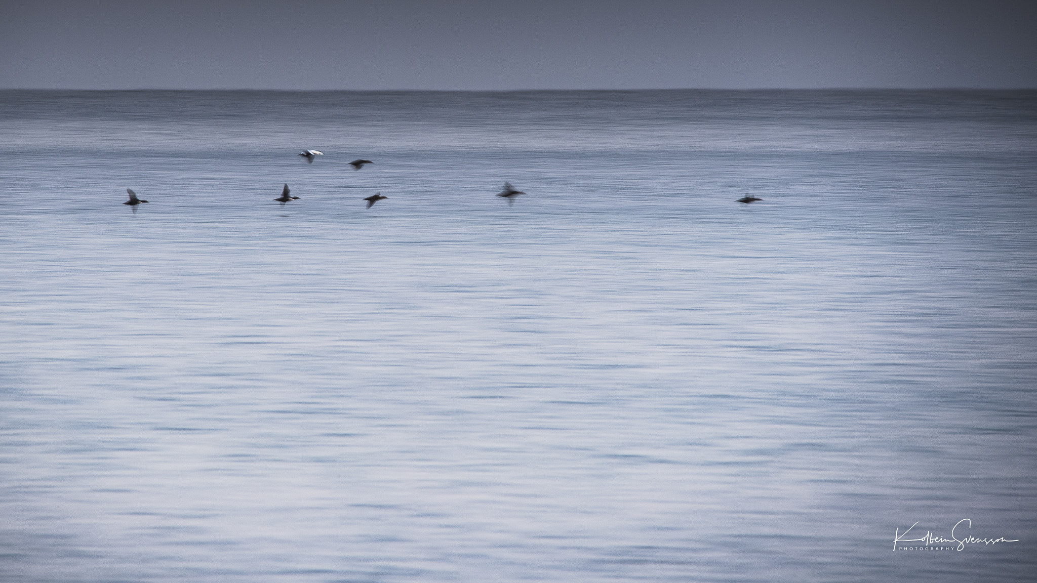 Sigma 150-500mm F5-6.3 DG OS HSM sample photo. Eider in motion photography