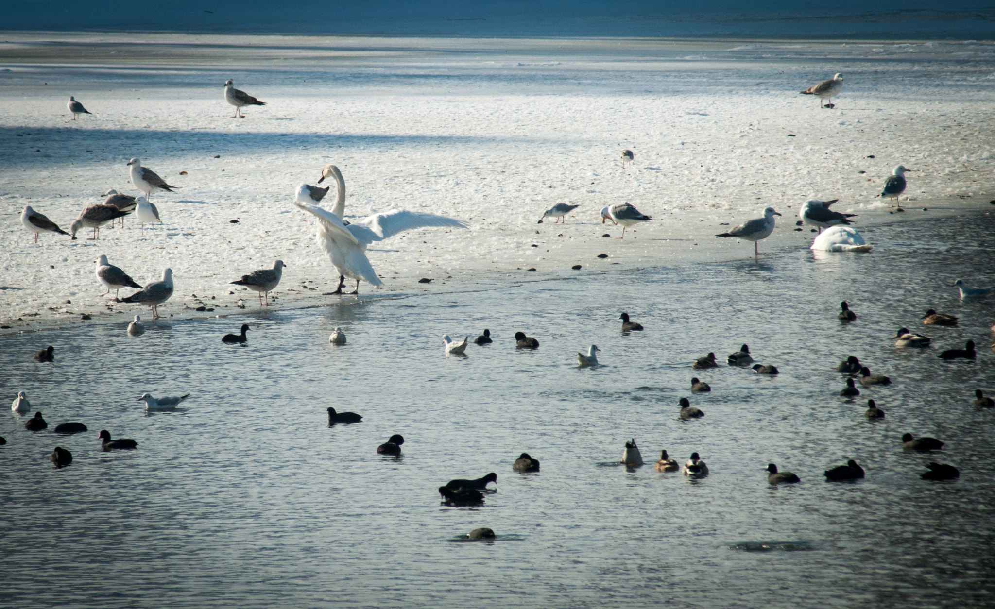 Nikon D80 sample photo. The swan photography