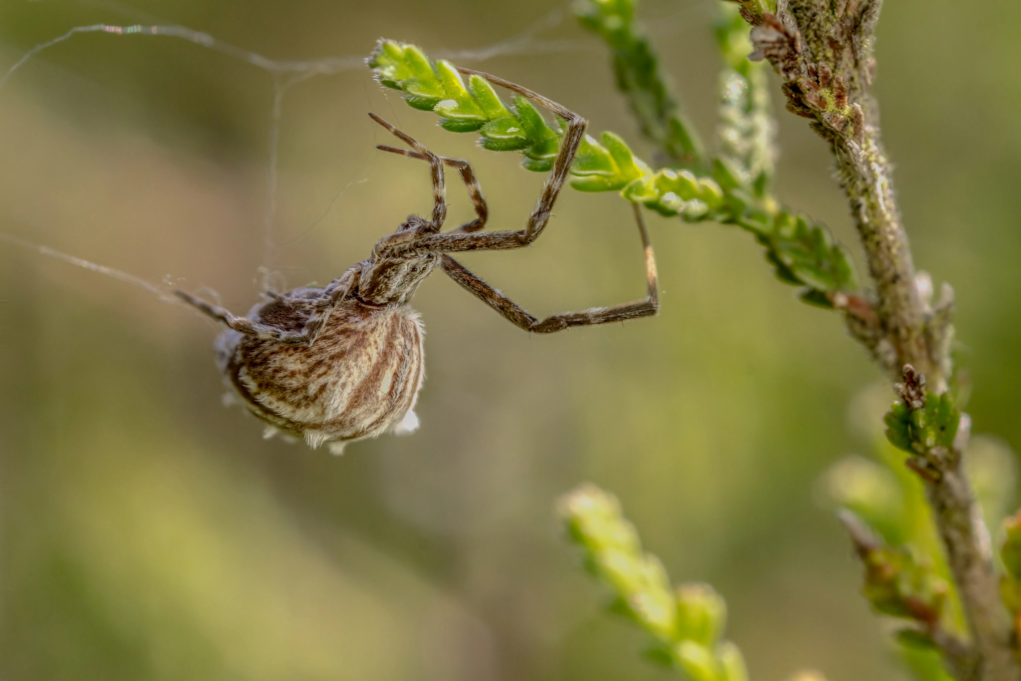 Canon EOS 7D + Canon MP-E 65mm F2.5 1-5x Macro Photo sample photo. Uloborus walckenaerius photography