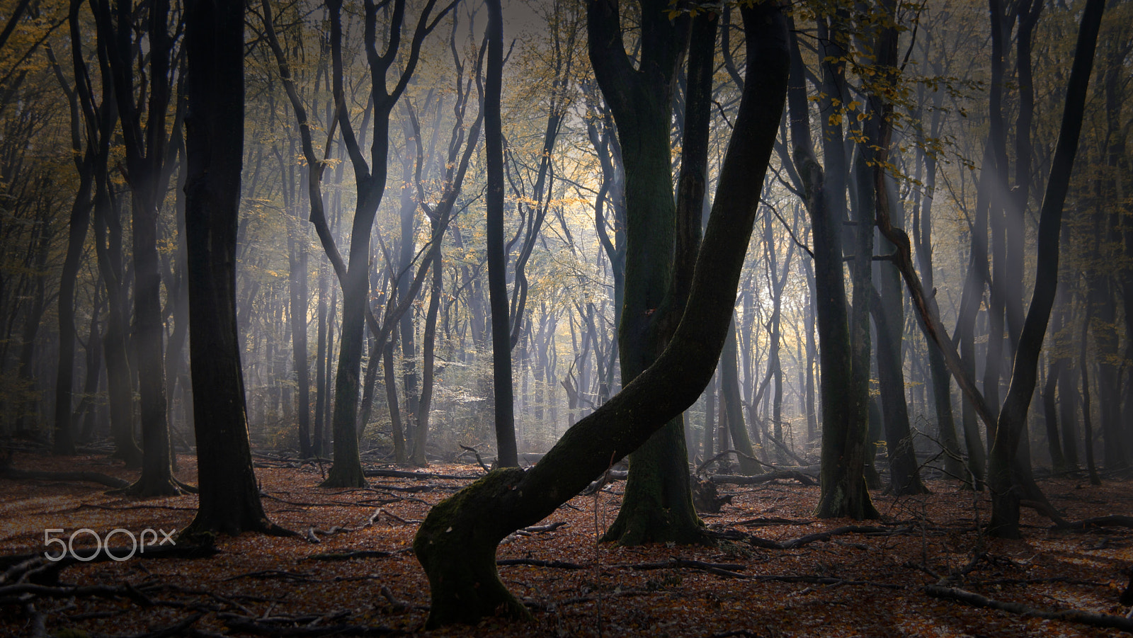 NX 18-200mm F3.5-6.3 sample photo. Mystical speulderforest photography