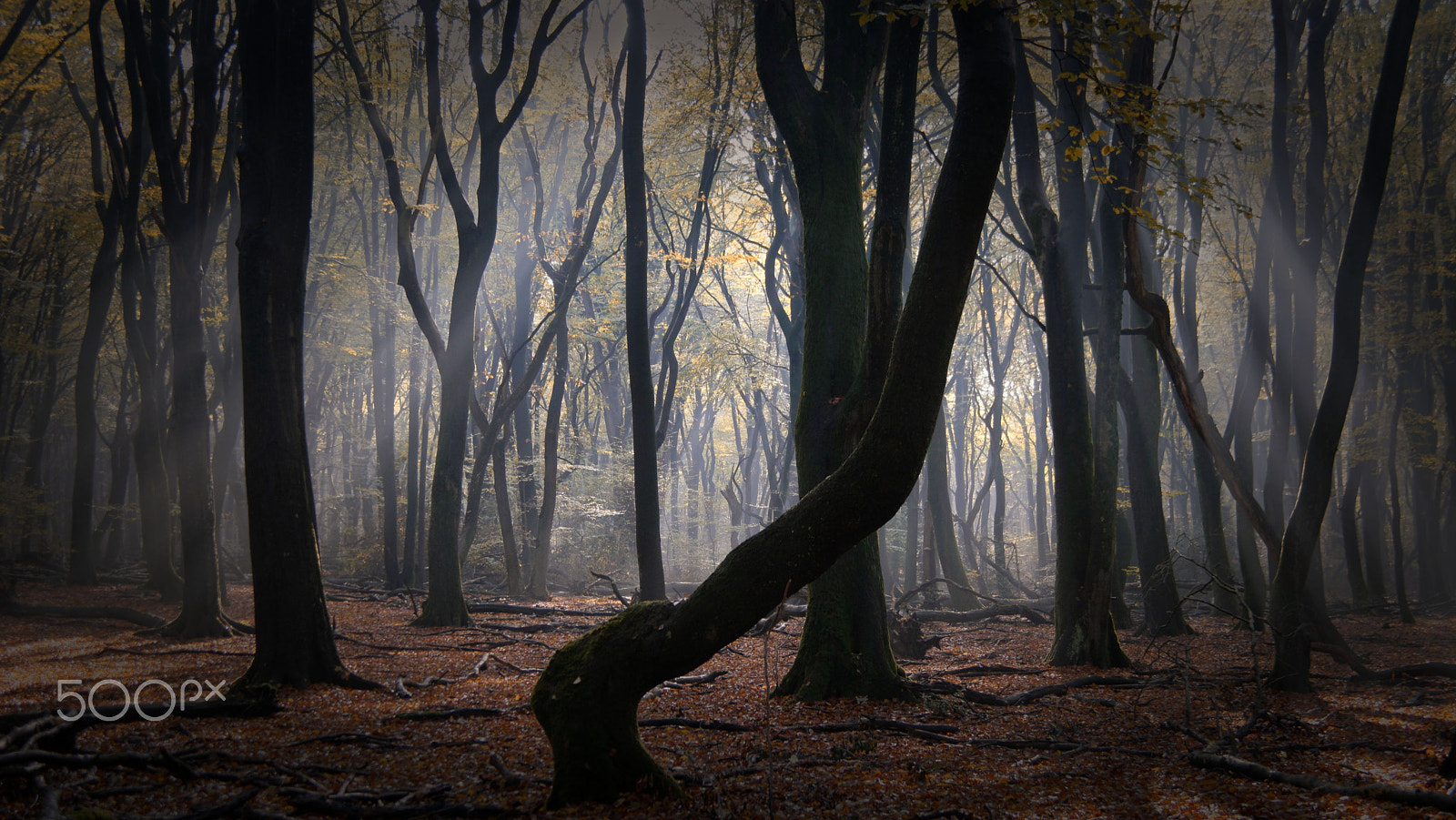 Samsung NX1 + NX 18-200mm F3.5-6.3 sample photo. Mystical speulderforest photography