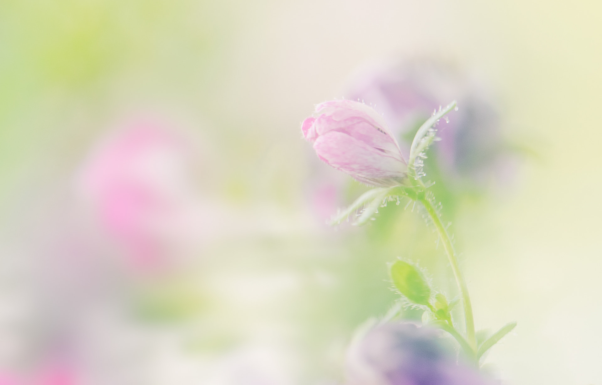 Sigma 150mm F2.8 EX DG OS Macro HSM sample photo. Zarte blume photography