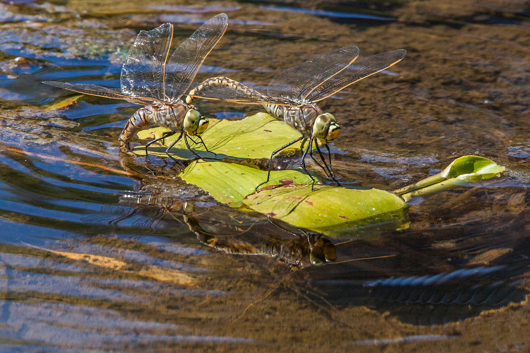 Tamron SP 150-600mm F5-6.3 Di VC USD sample photo. A dragonfly domestic scene photography