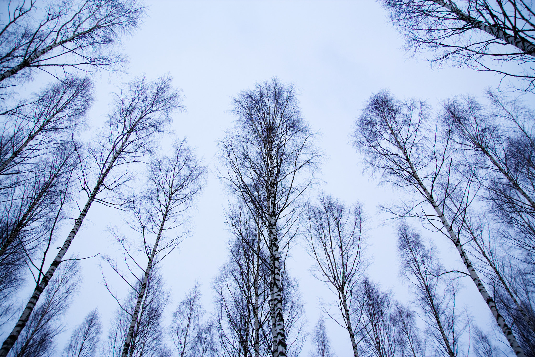Canon EOS 650D (EOS Rebel T4i / EOS Kiss X6i) sample photo. Blue birches photography