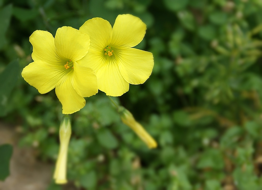 Sony Alpha DSLR-A290 sample photo. ❀ ✾ ❃ photography