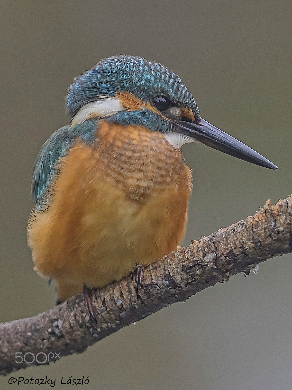 Olympus OM-D E-M1 + OLYMPUS 300mm Lens sample photo. Kingfisher photography