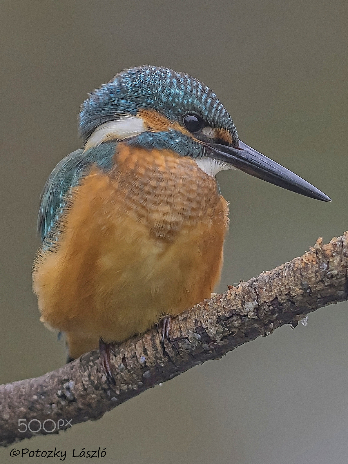 OLYMPUS 300mm Lens sample photo. Kingfisher photography