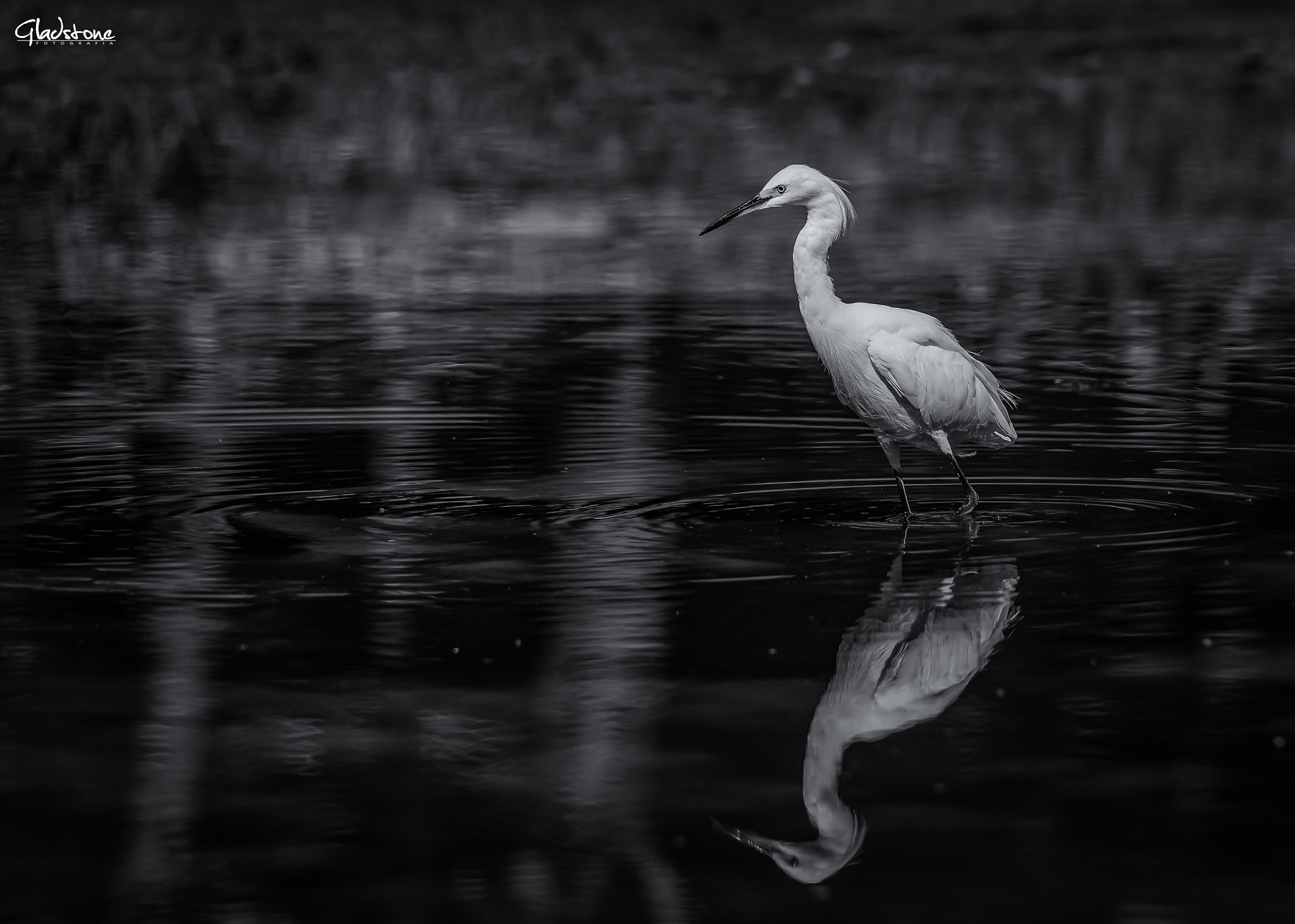 Sigma 150-500mm F5-6.3 DG OS HSM sample photo. Tom photography