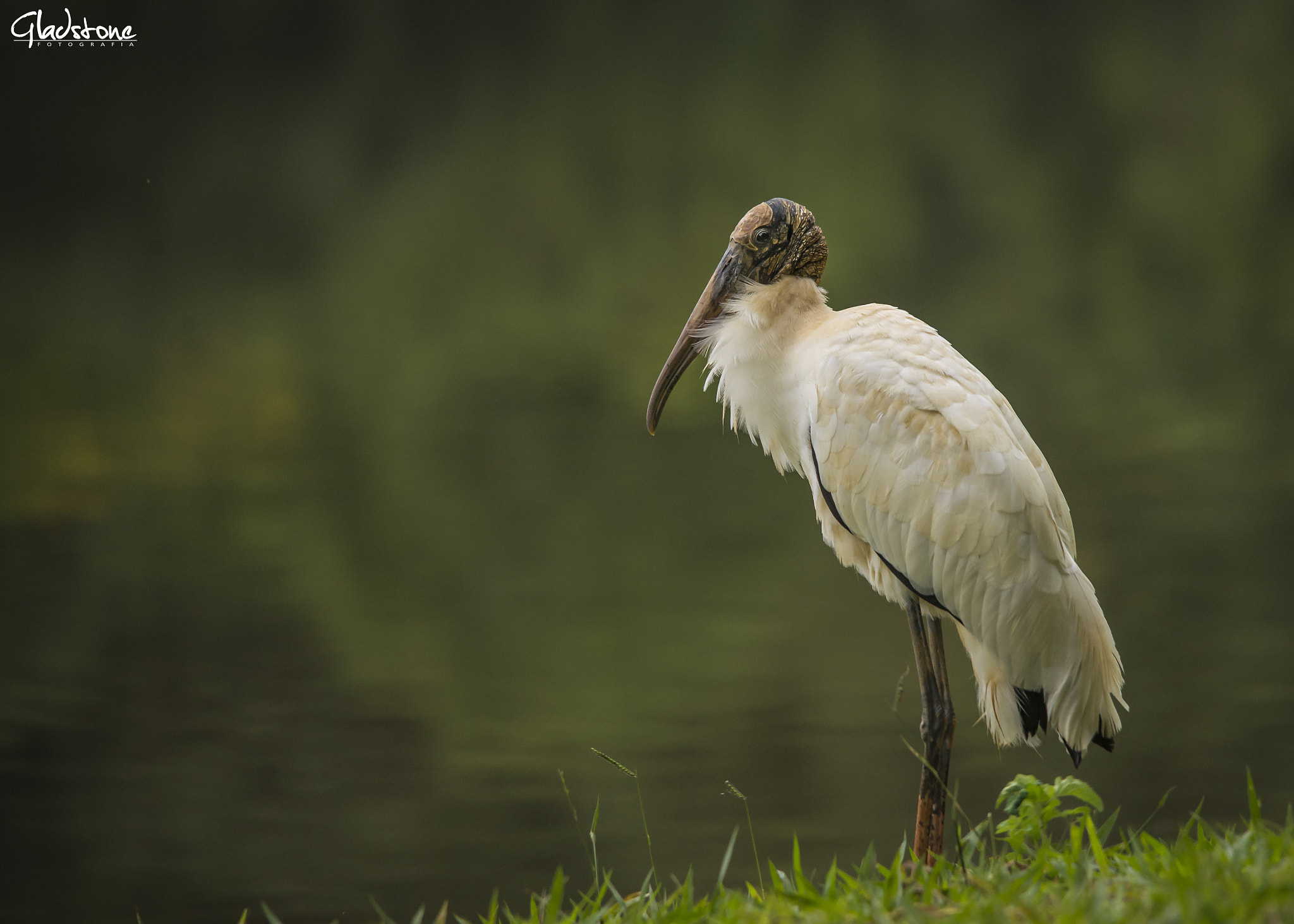 Sigma 150-500mm F5-6.3 DG OS HSM sample photo. Ton photography
