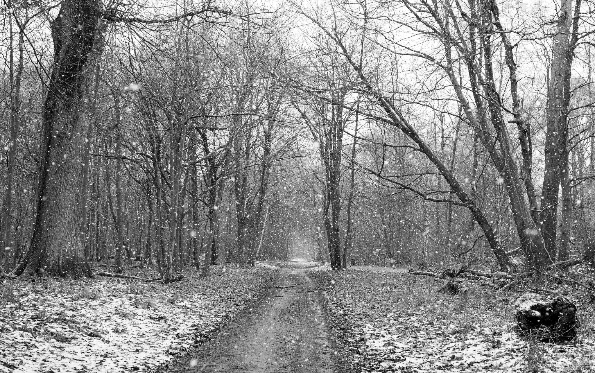 Nikon D800E + Sigma 35mm F1.4 DG HSM Art sample photo. Winter woodland photography