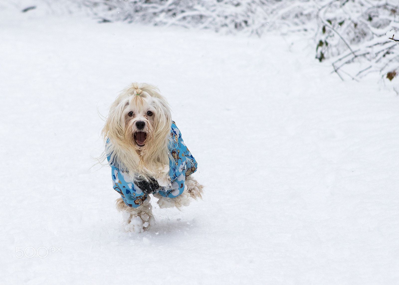 Canon EF 24-70mm F2.8L USM sample photo. Happy havanese dog in snow photography