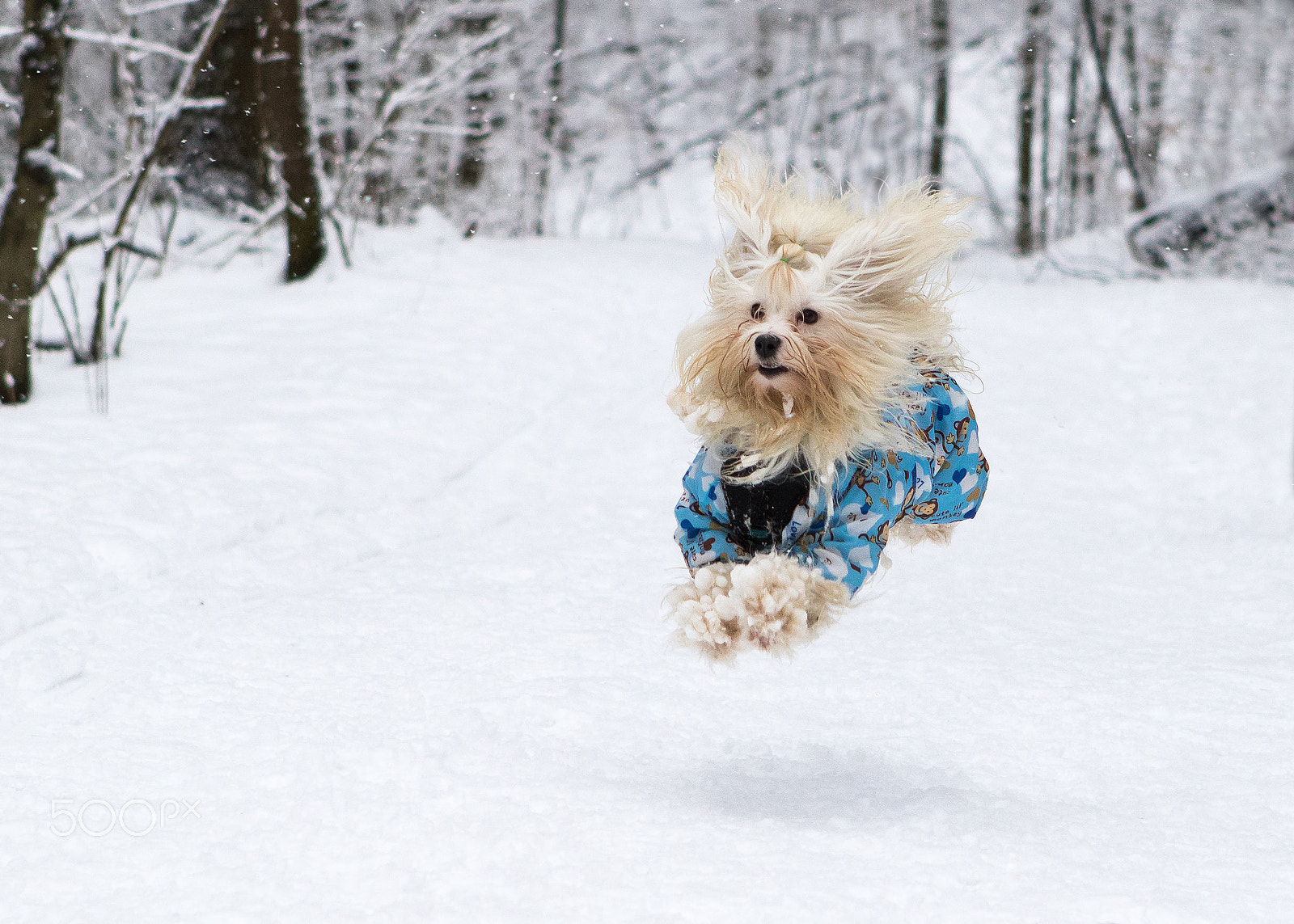 Canon EF 24-70mm F2.8L USM sample photo. Happy havanese dog in snow photography