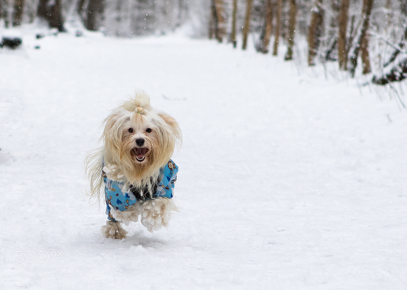 Canon EOS 7D Mark II sample photo. Happy havanese dog in snow photography