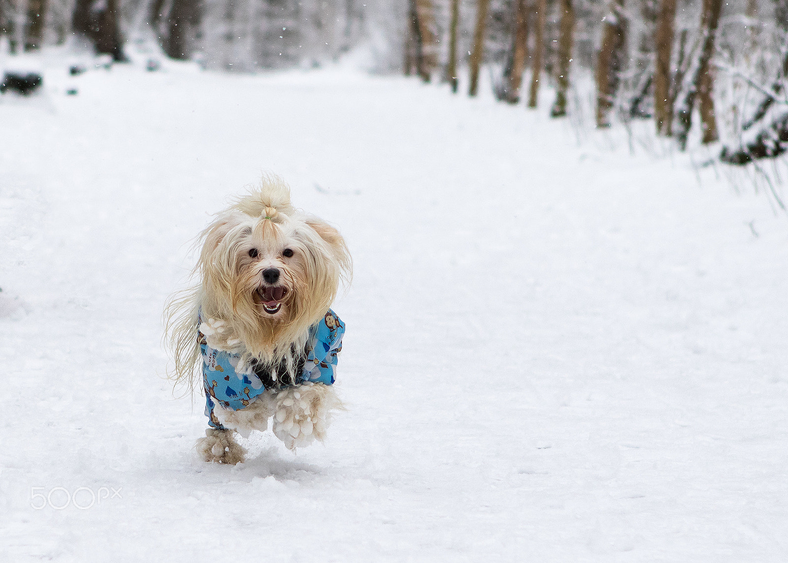 Canon EF 24-70mm F2.8L USM sample photo. Happy havanese dog in snow photography