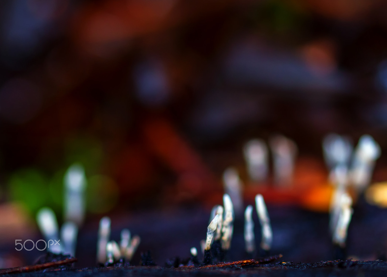 Sigma 105mm F2.8 EX DG OS HSM sample photo. Fungus-fungi photography